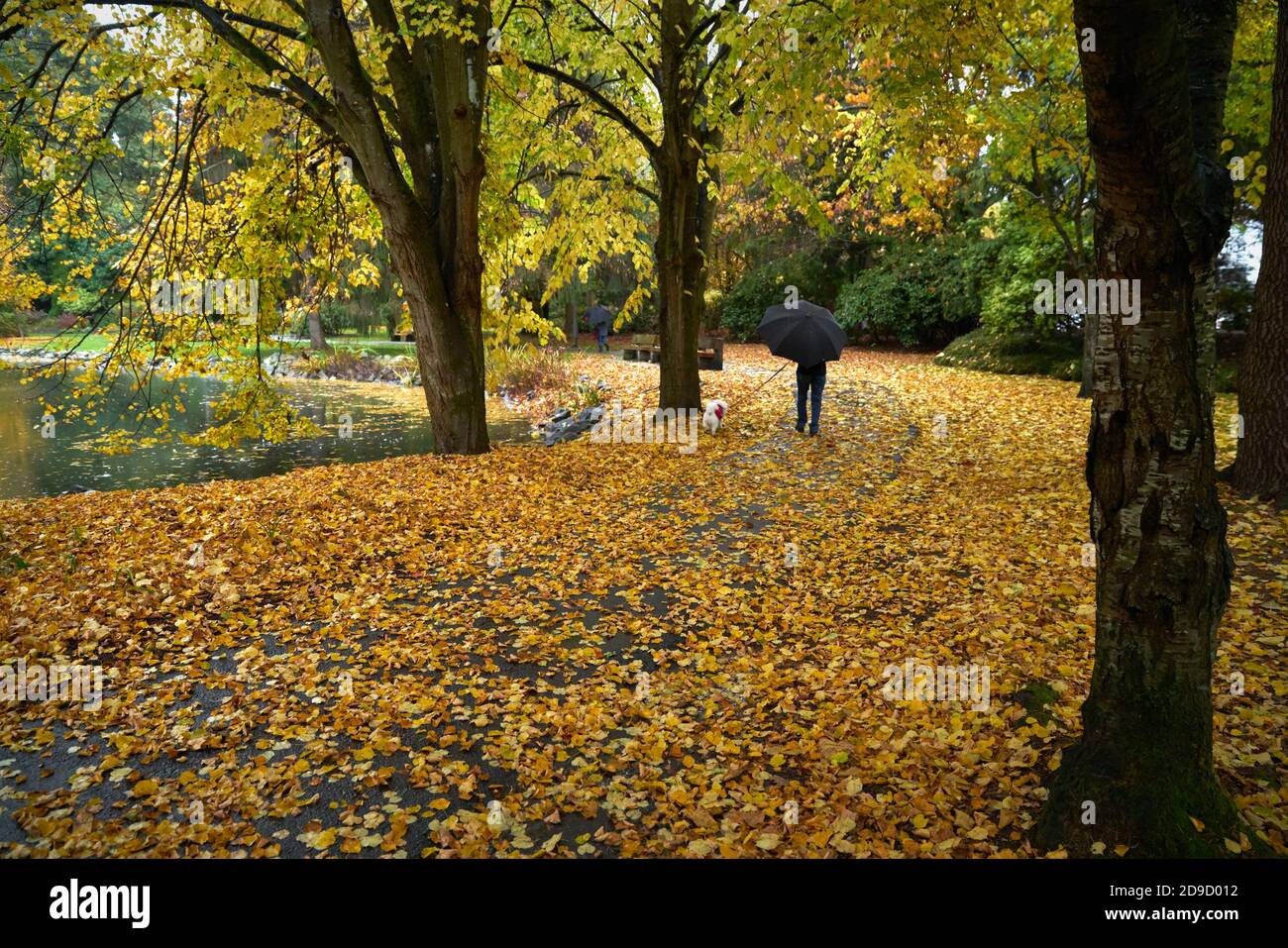 Cane che cammina sotto la pioggia. Camminare un cane sotto la pioggia. Foto Stock