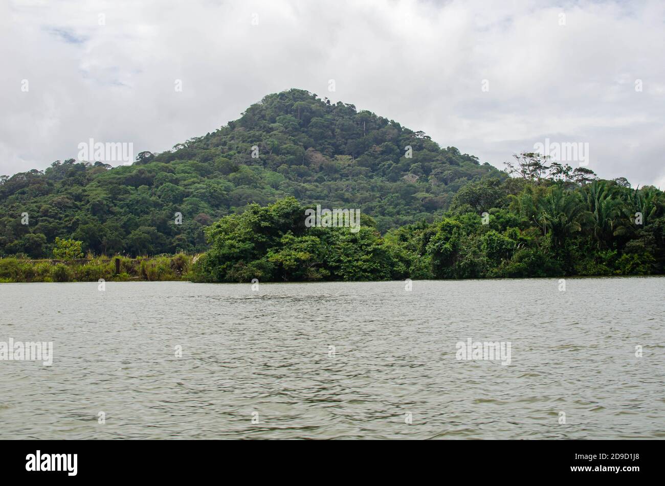 Foresta nella zona dei canali di Panama Foto Stock