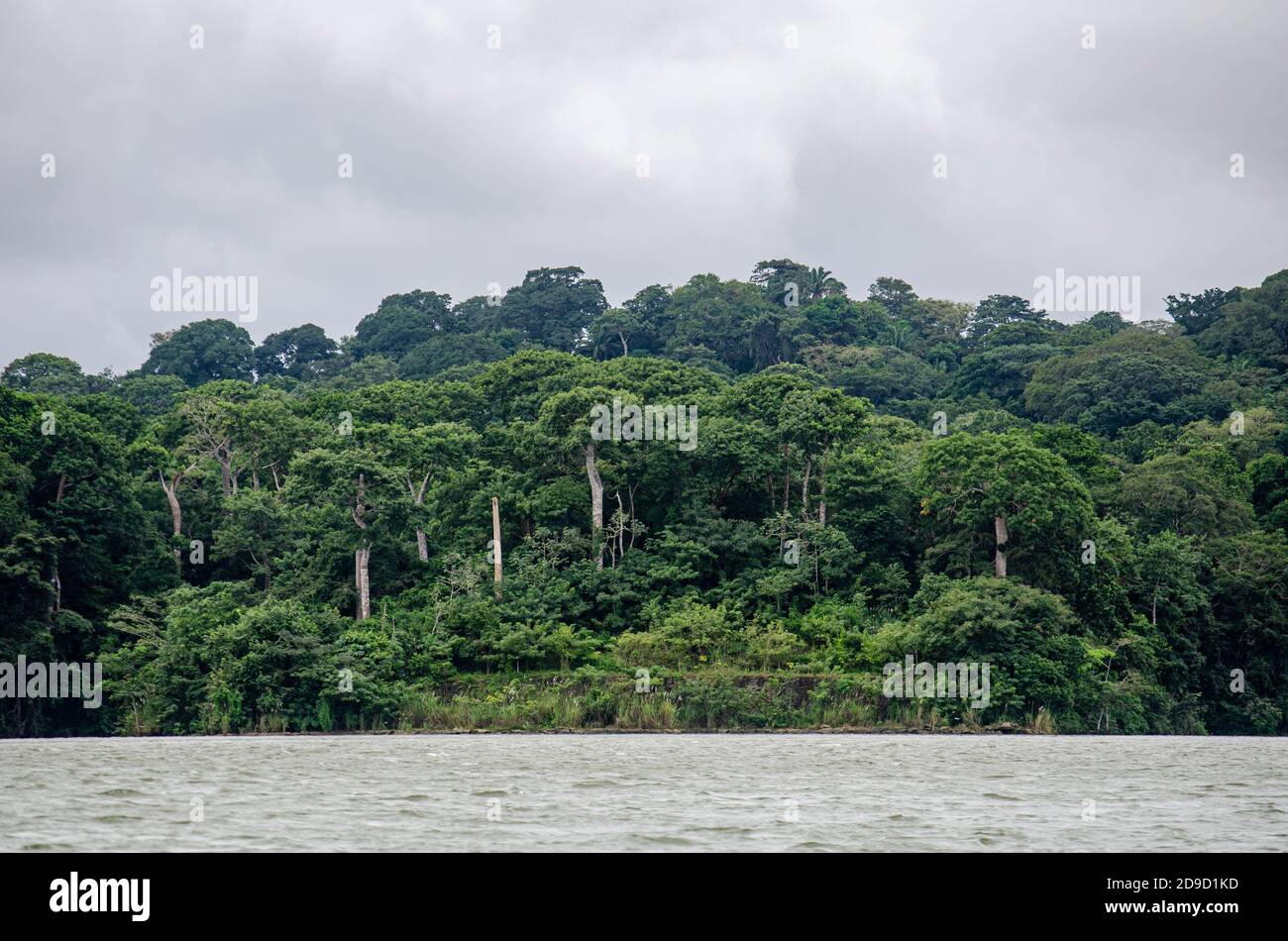 Foresta nell'area del Canale di Panama Foto Stock