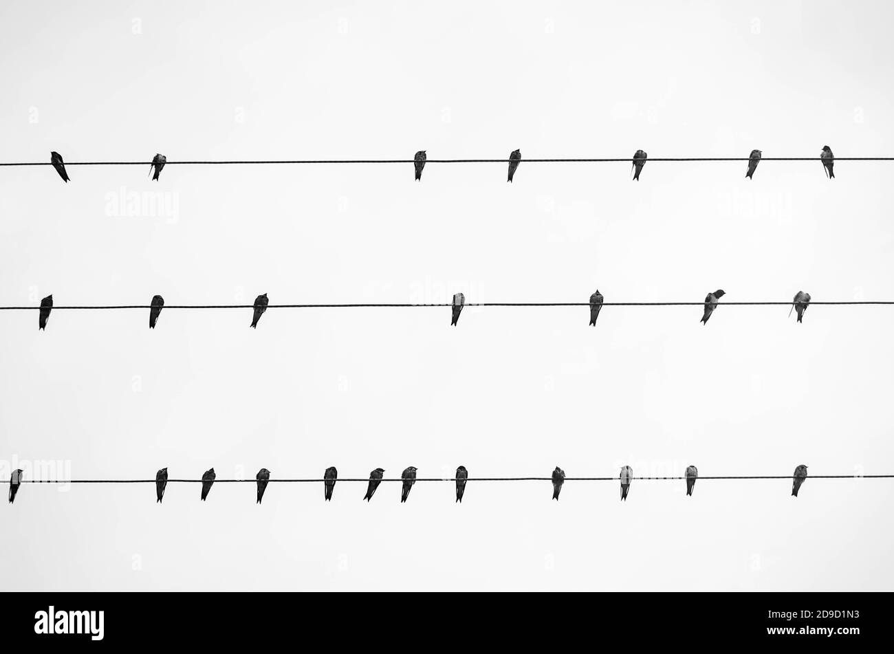 Un branco di rondini migratorie si riunisce agevolmente su una linea elettrica illuminata dal sole. Foto Stock