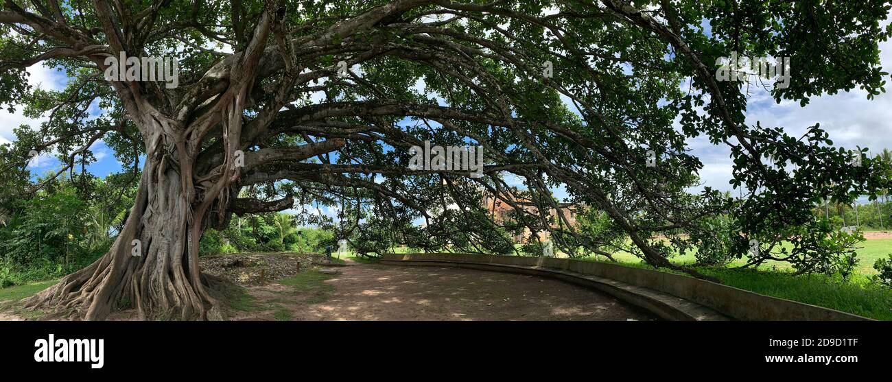 Panoramica di Ficus albero - Gameleira ou Figueira-Brava. Foto Stock