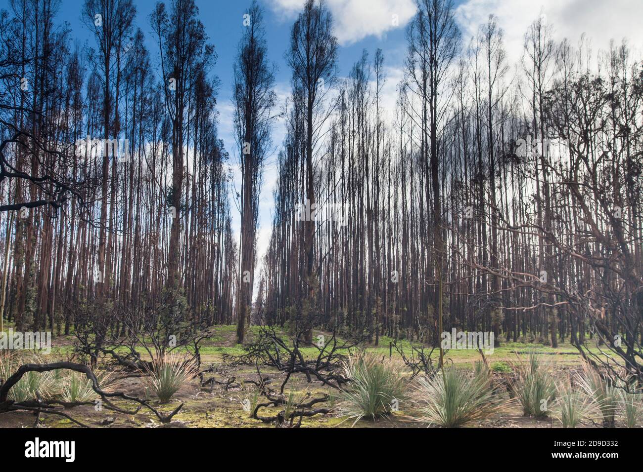 Rigenerante piantagione di gomma blu bruciata Kangaroo Island, Australia Meridionale. I 2020 fuochi d'bruciarono il 50% dell'isola. Foto Stock