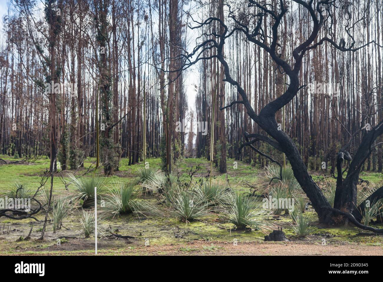 Rigenerando la piantagione di gomma blu bruciata dietro gli alberi di erba di Tate fioriti (Xanthorrhoea semiplana ssp. Tateana), Kangaroo Island, Australia del Sud. Foto Stock