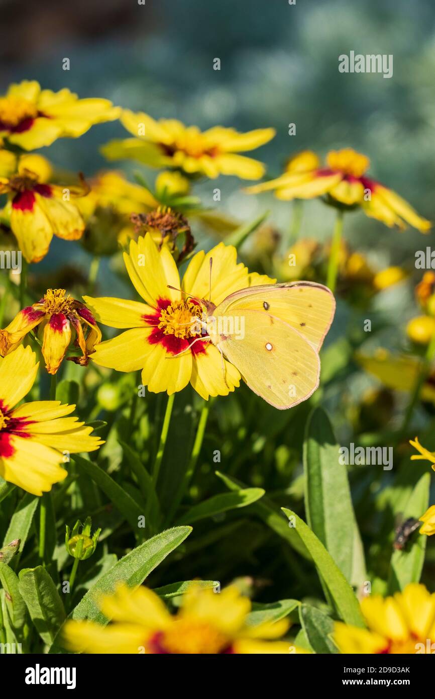 Farfalla di zolfo nuvoloso, filodice Colias, che si nuvola su Coreopsis grandiflora al sole estivo. Kansas, Stati Uniti. Foto Stock