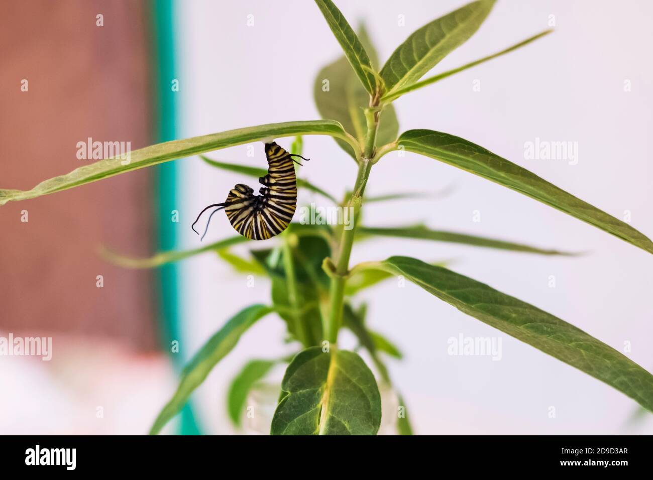 Un bruco monarca che inizia a puppare forma una forma a gancio a J su una foglia di mungitella poco prima di formare un crisalide. Kansas, Stati Uniti. Foto Stock