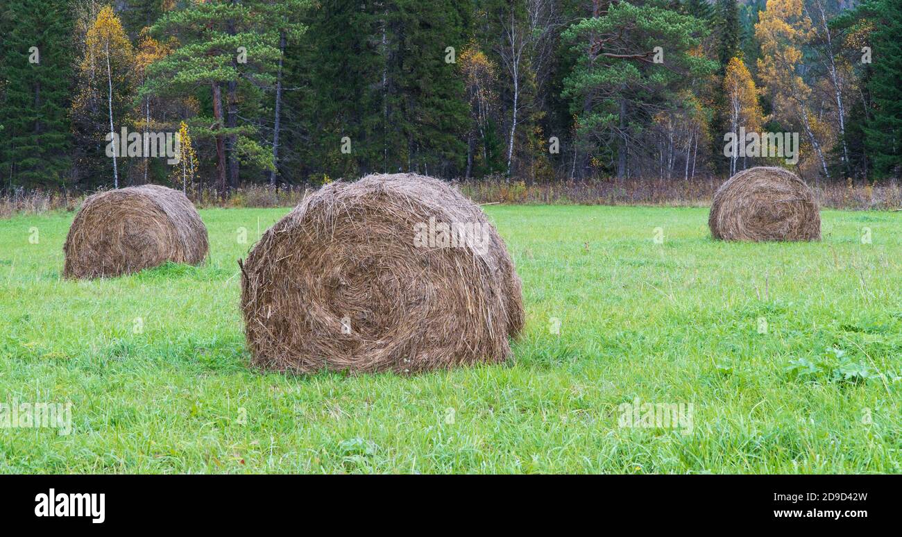 Haystack sullo sfondo della foresta. Paesaggio rurale, giorno d'autunno. Agricoltura, preparazione di alimenti per animali Foto Stock