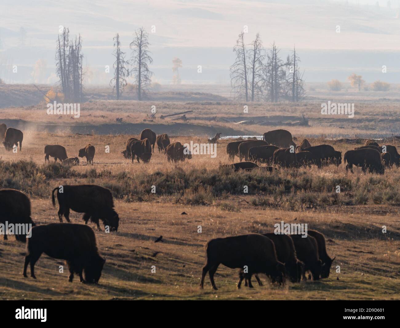 Bufalo o bisonte americano, Bison bison, nel Parco Nazionale di Yellowstone, Wyoming, Stati Uniti Foto Stock