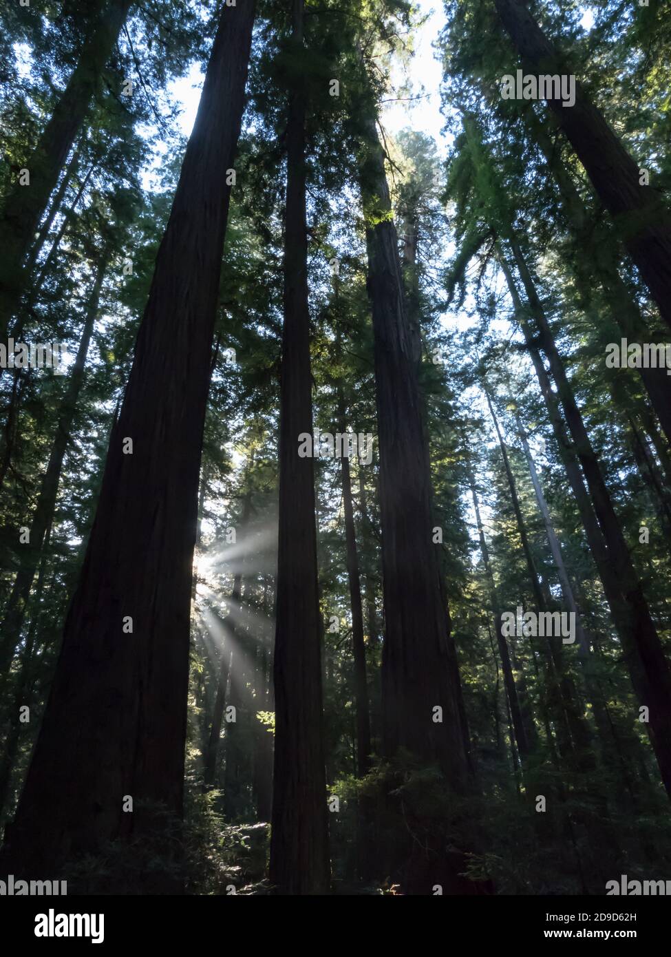 Sequoie costiere della California, Sequoia sempervirens, gli alberi più alti del mondo nel Humboldt Redwoods state Park, California, Stati Uniti Foto Stock