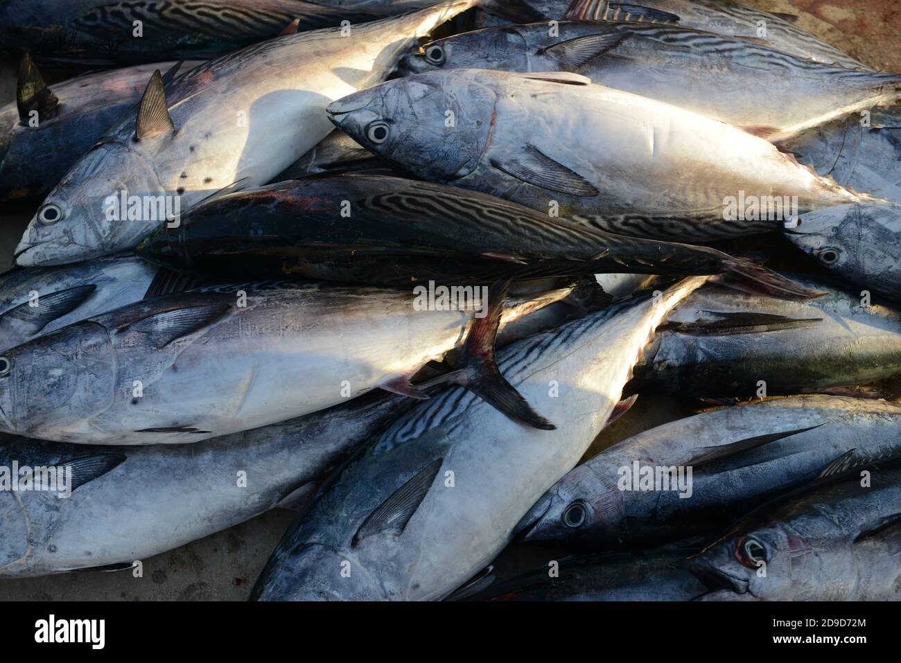 Pesce appena pescato al mercato del pesce di mattina a Mutrah, Oman. Foto Stock