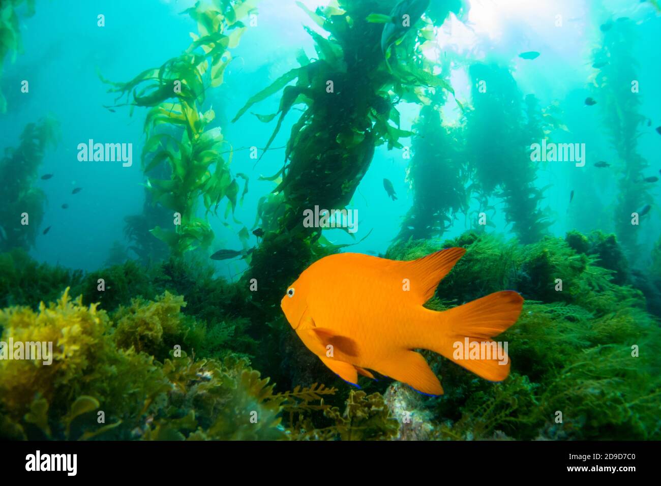 Garibaldi, Hypsypops rubicundus, il California state Marine Fish, IMMERSIONI SUBACQUEE a Catalina Island, California, USA Foto Stock