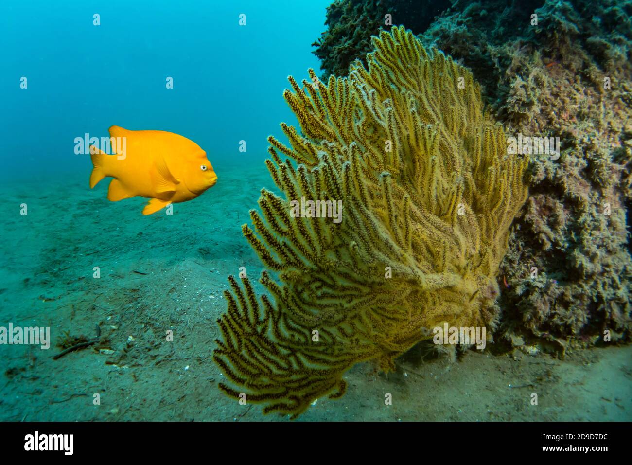 Garibaldi, Hypsypops rubicundus, il California state Marine Fish, IMMERSIONI SUBACQUEE a Catalina Island, California, USA Foto Stock