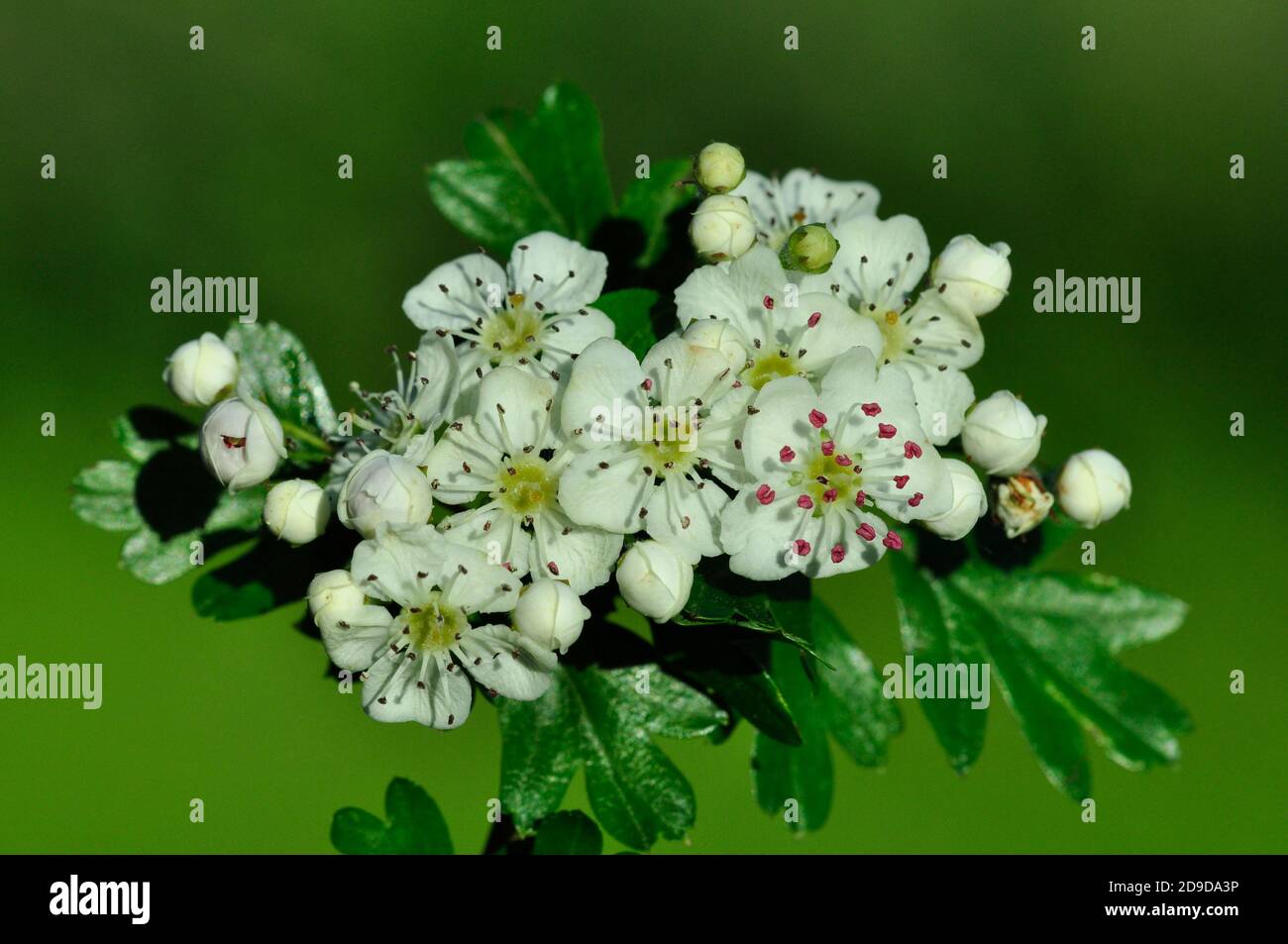 Biancospino o può fiorire in fiore Foto Stock