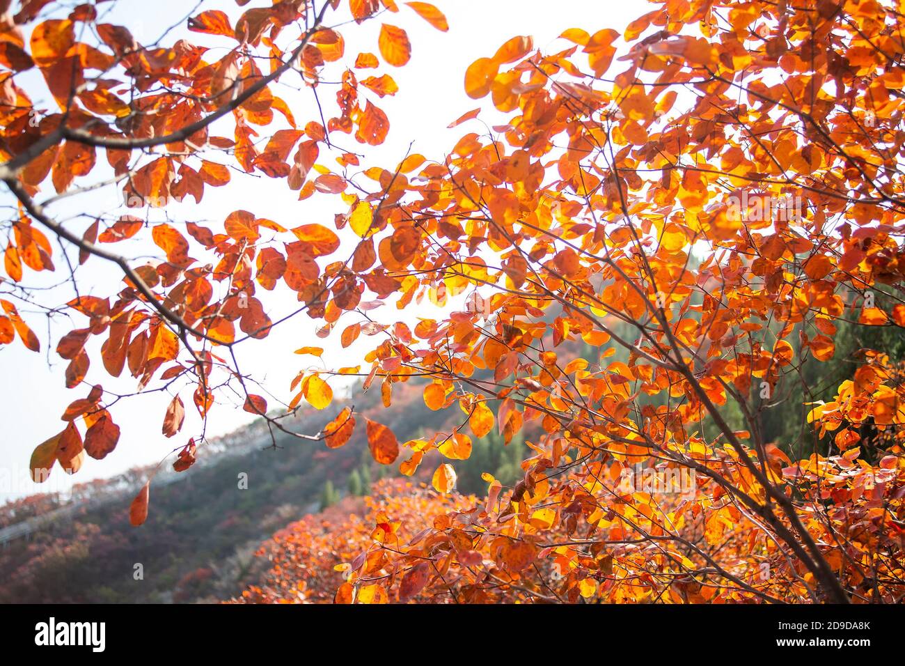 Lo splendido scenario autunnale della montagna decorata da foglie rosse nella città di Zibo, provincia di Shandong della Cina orientale, il 18 ottobre 2020. Foto Stock