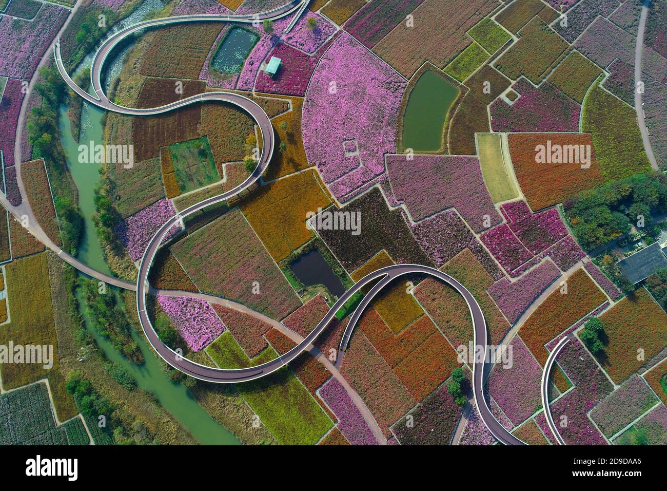 Vista aerea del mare dei fiori nella città di Suqian, nella provincia di Jiangsu della Cina orientale, 18 ottobre 2020. Foto Stock