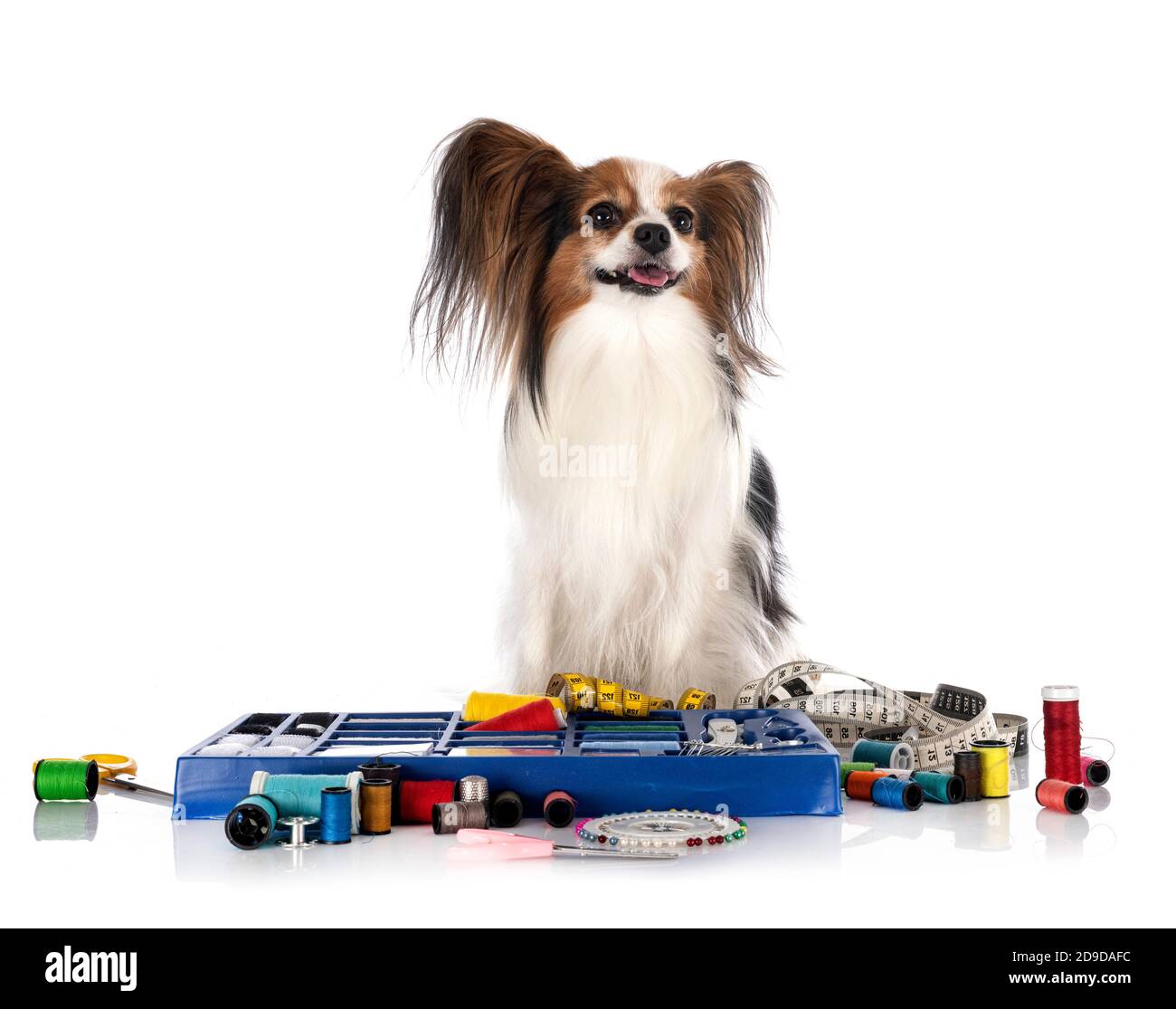 Accessori per cucire e piccolo cane di fronte a sfondo bianco Foto Stock