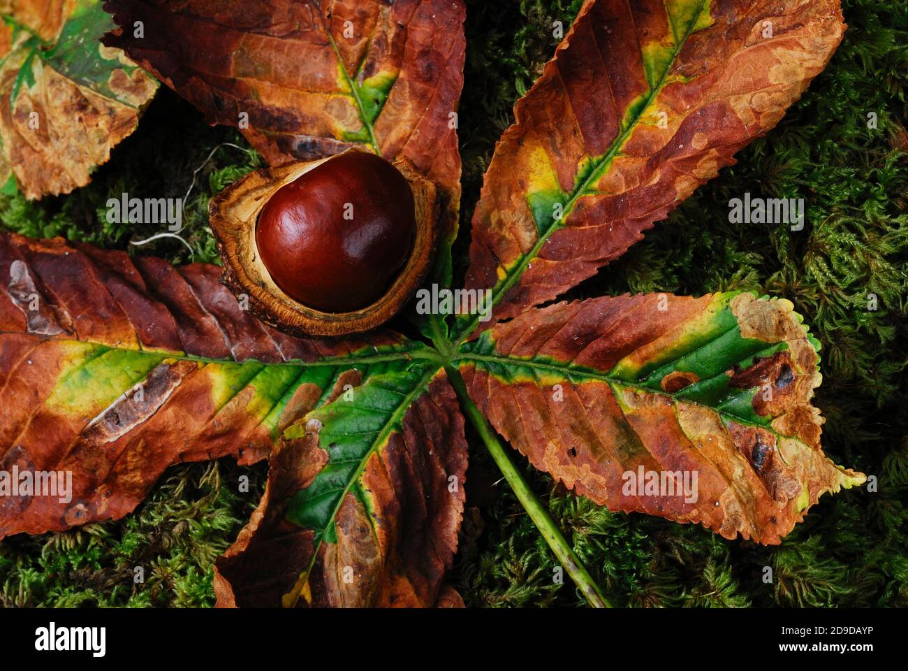 Castagno di cavallo o 'conker' Foto Stock