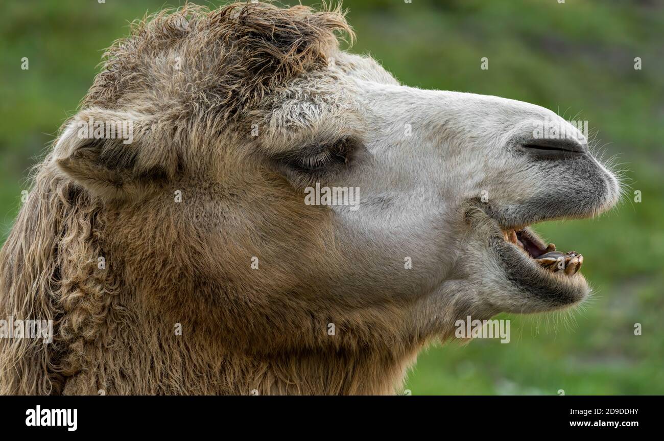 camel, wüste, kopf, tierpark, säugetier, europa, italia, europa, italia, liguria Foto Stock