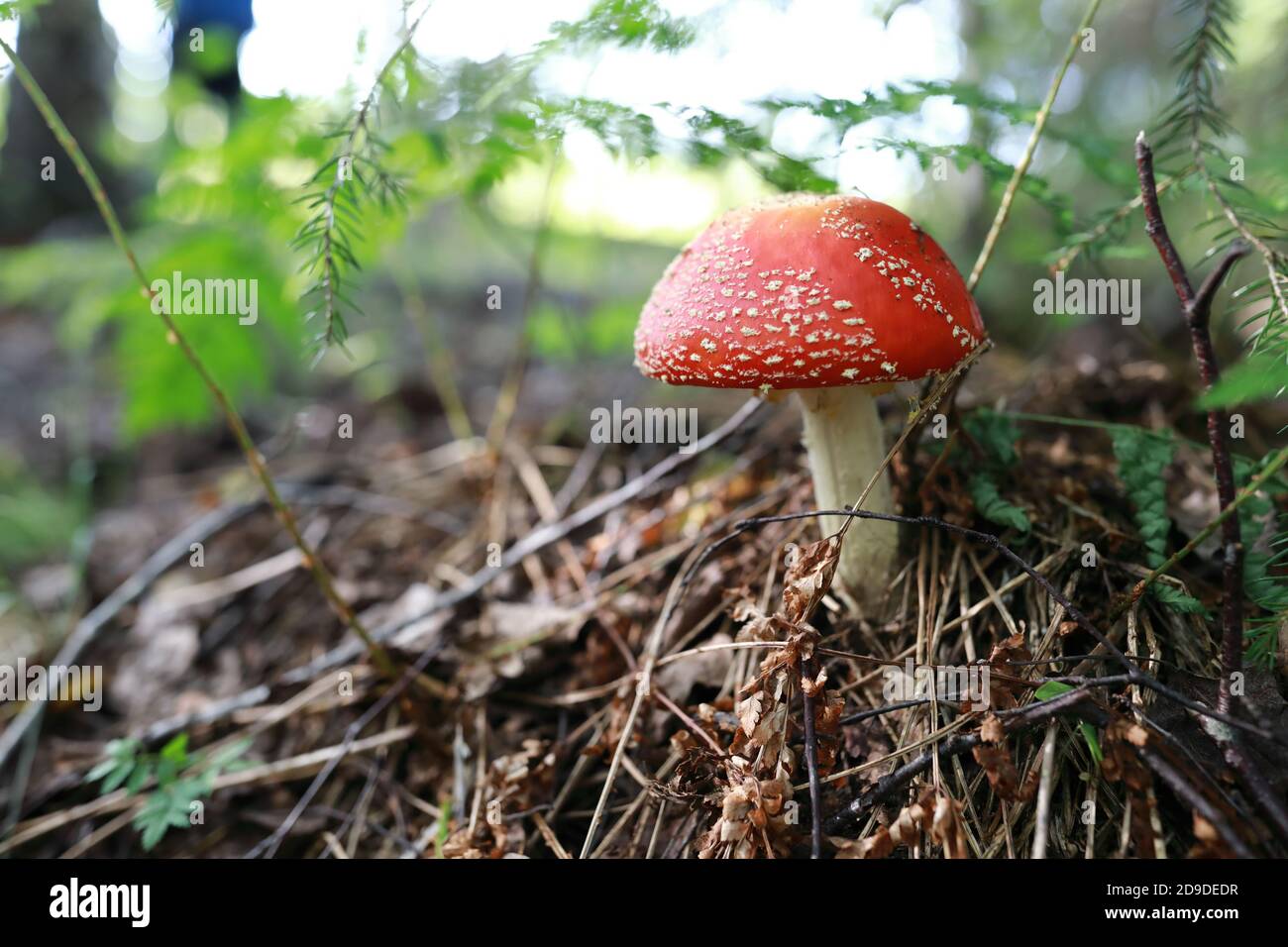 Dettagli di amanita rossa nella foresta, Carelia Foto Stock