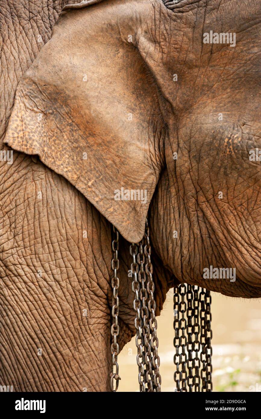 Primo piano di un elefante asiatico testa in catene di ferro. Foto Stock