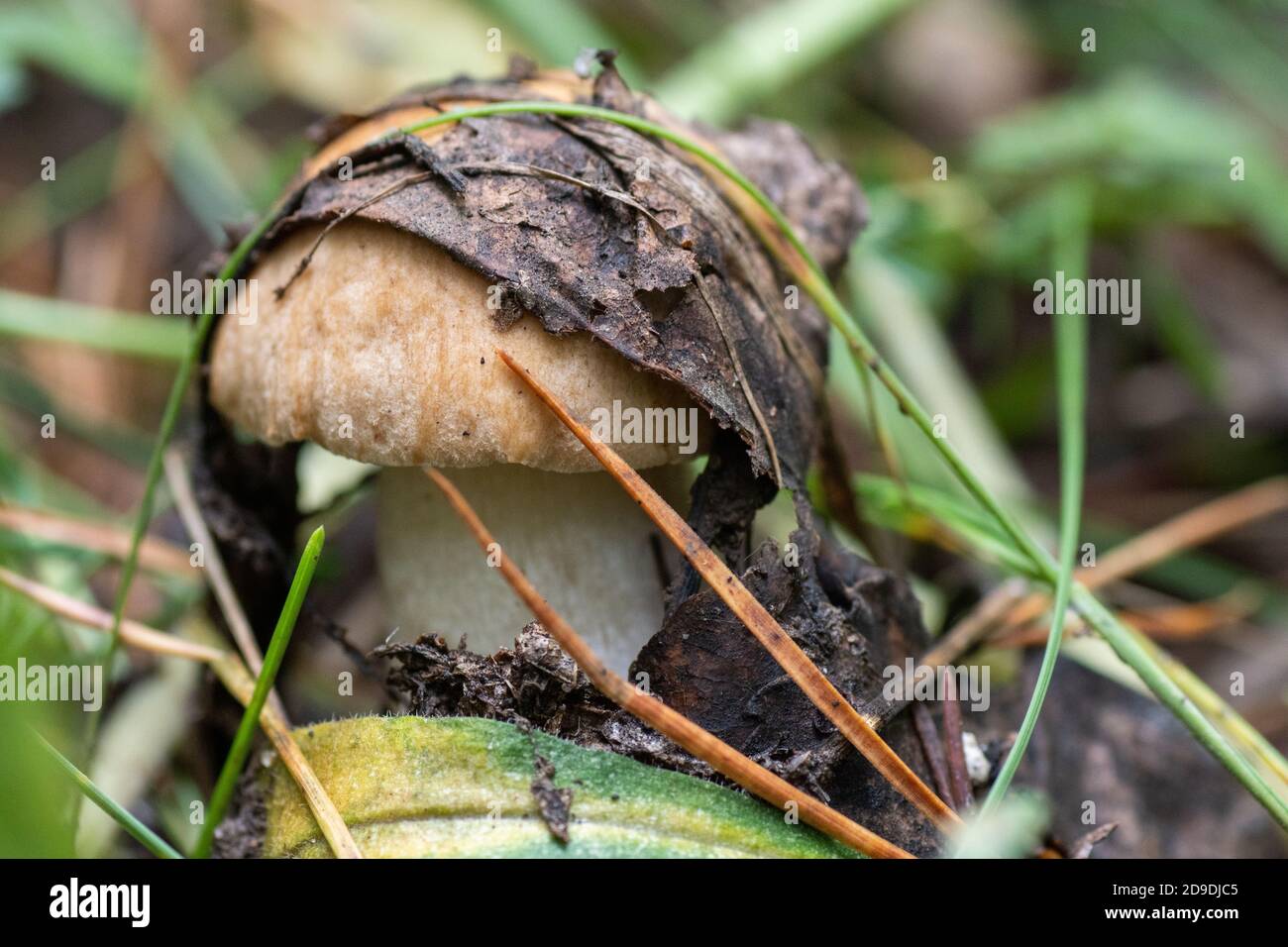 Un giovane fungo, coperto di foglie vecchie brune, cresce tra foglie cadute, erba nella foresta Foto Stock