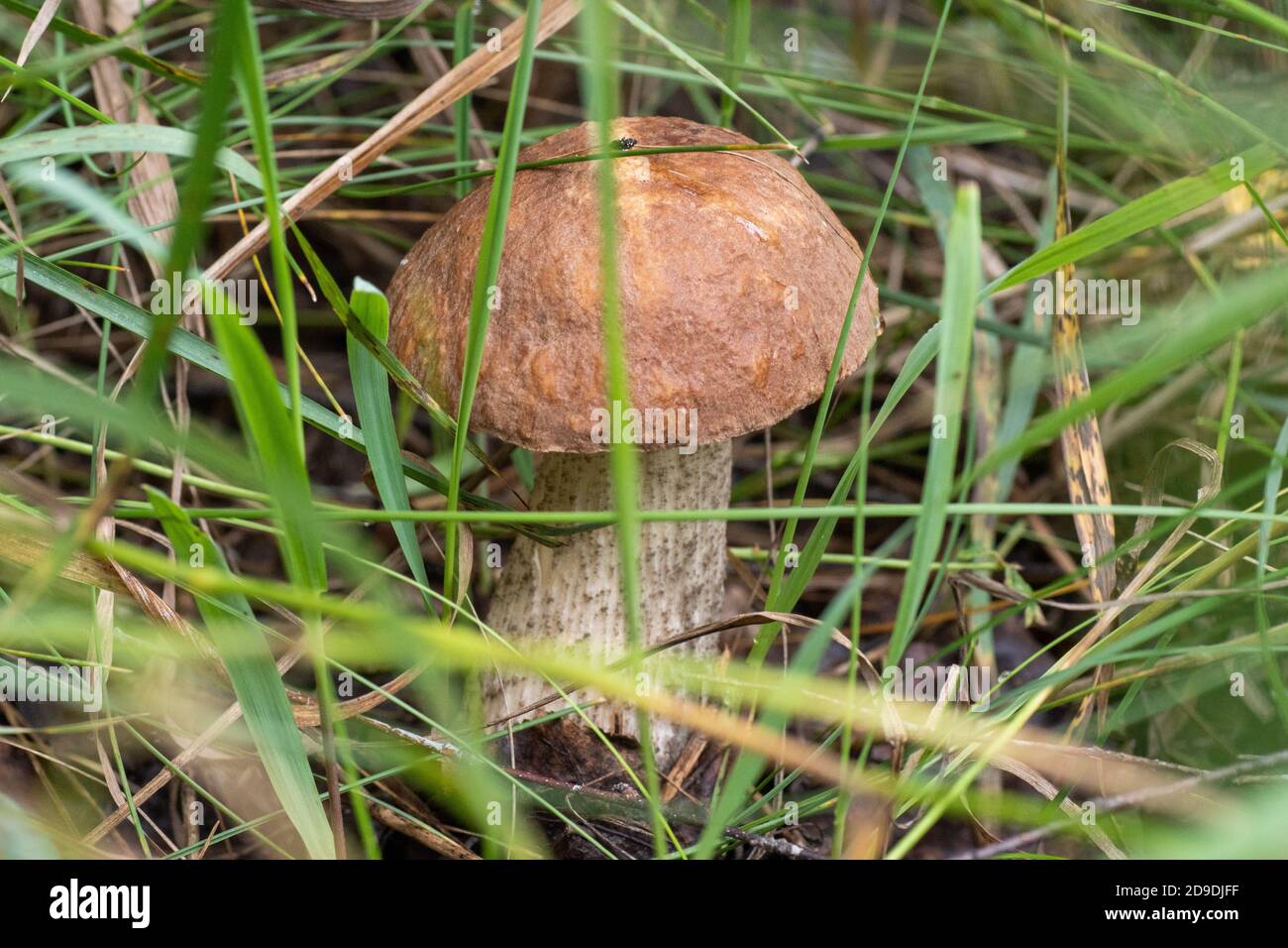 Un giovane fungo cresce tra l'erba della foresta. Questo fungo è commestibile e buono. Raccolta funghi Foto Stock