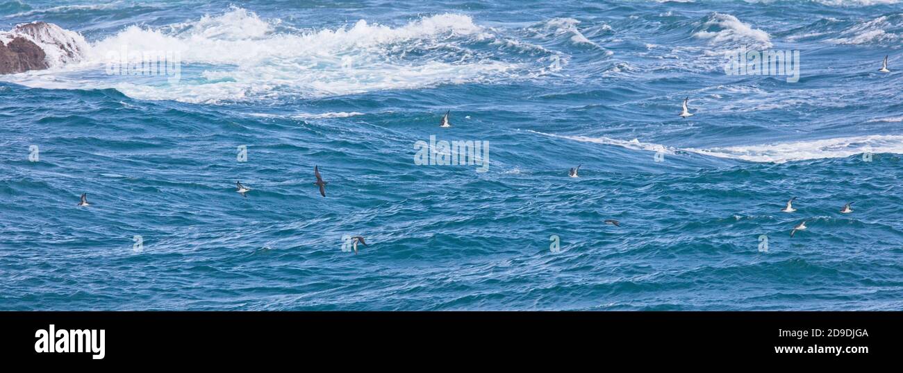 Manx Shoswaters (Puffinus puffinus) in volo su un mare ruvido al largo di Pendeen, Cornovaglia, Inghilterra, Regno Unito. Foto Stock