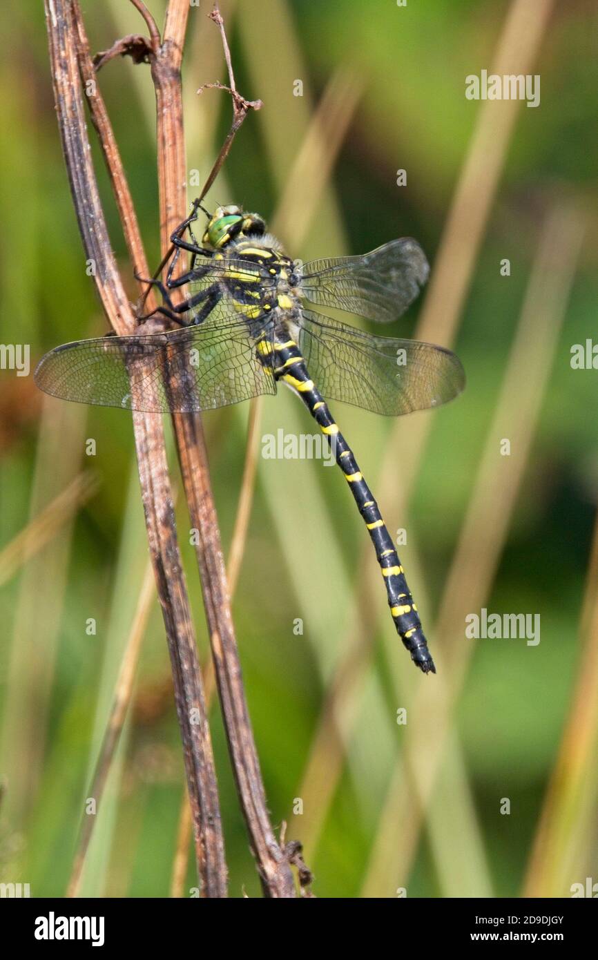 Dragonfly con anello d'oro (Cordulegaster boltonii), maschio arroccato, Cornovaglia, Inghilterra, Regno Unito. Foto Stock
