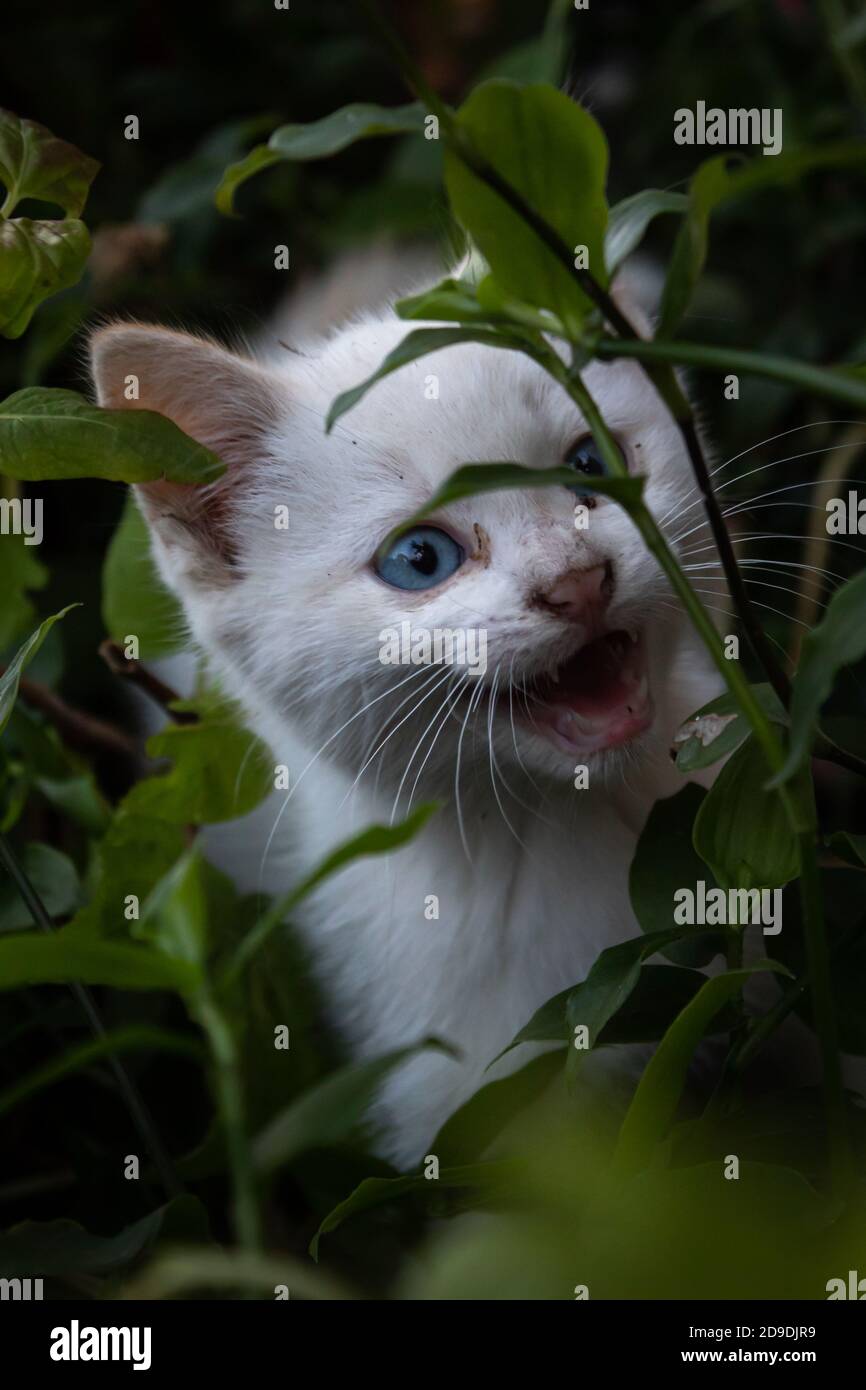 Un gattino morbido gioca con i fiori in giardino. Foto Stock