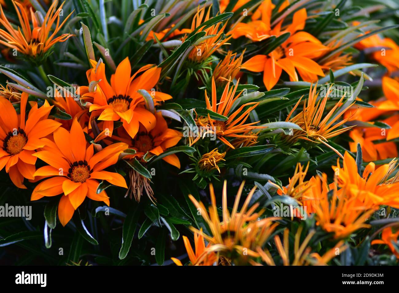 Modello di fiori a contrasto con petali arancioni tra foglie di colore verde scuro. Foto Stock