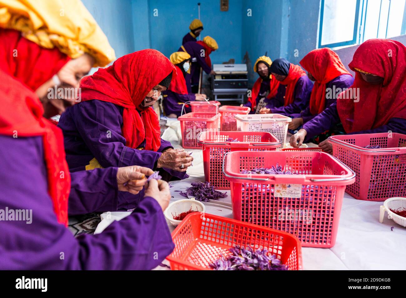 Herat, Afghanistan. 4 Nov 2020. Le donne afghane lavorano in una fabbrica di lavorazione dello zafferano nella città di Herat, Afghanistan occidentale, 4 novembre 2020. Il Ministero dell'Agricoltura, dell'irrigazione e del bestiame dell'Afghanistan prevede che il paese potrebbe raccogliere 24 tonnellate di zafferano quest'anno, poiché più terreni sono stati coltivati con la pianta di valore, ha detto un funzionario locale giovedì. Credit: Elaha Sahel/Xinhua/Alamy Live News Foto Stock