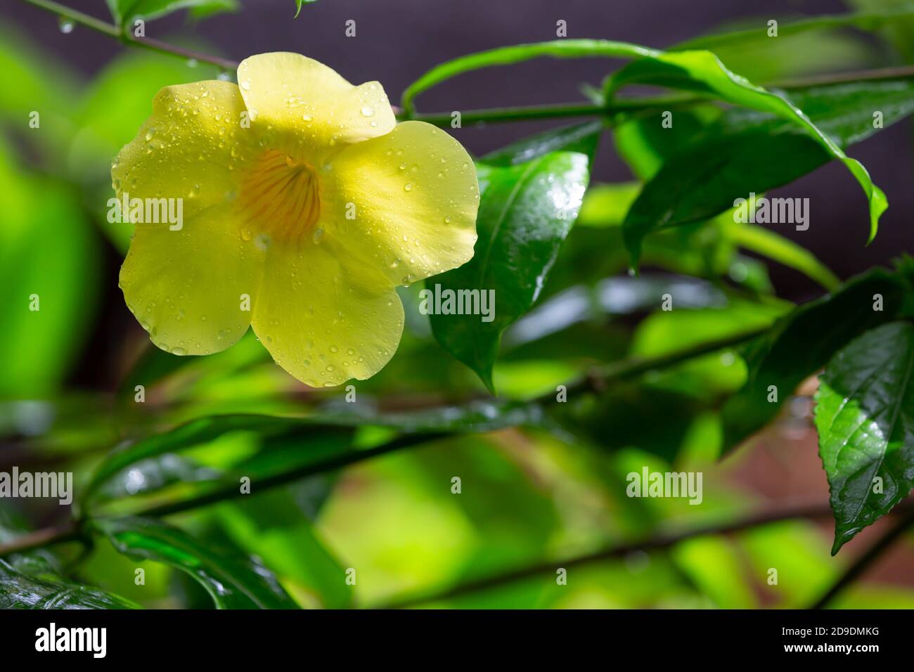 Un fiore nativo giallo del Madagascar con piccole gocce di pioggia Foto Stock