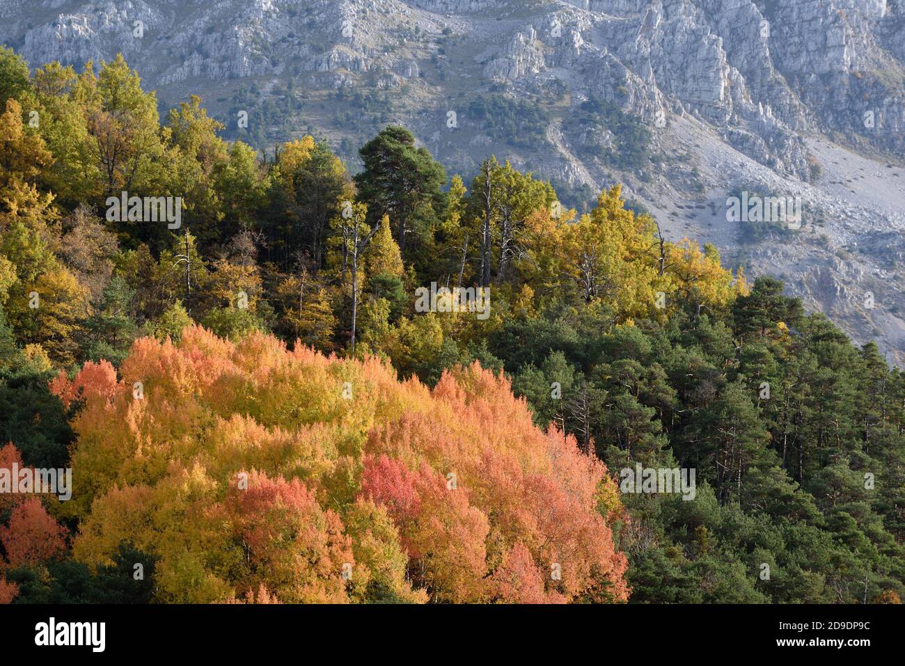 Colori autunnali tra cui alberi d'acero o foglie e pino colorati Alberi in autunno nel Parco Regionale della gola di Verdon O Riserva Naturale Provenza Francia Foto Stock