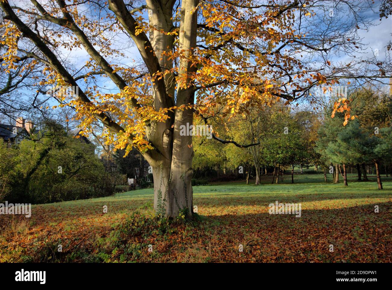 Faggio d'autunno - Cheshire Foto Stock