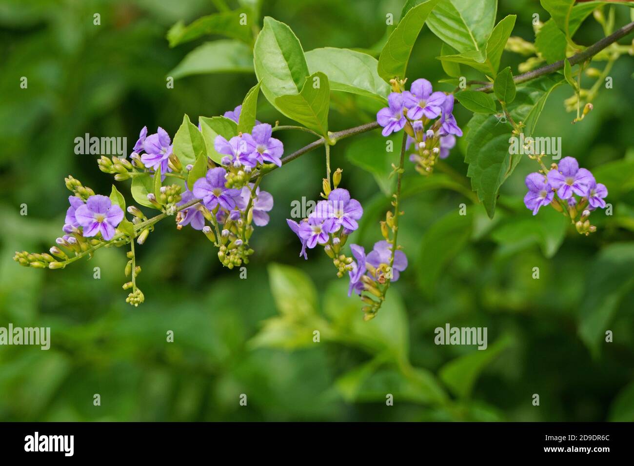 Fiore viola su sfondo di foglie verdi. Caduta d'oro Foto Stock