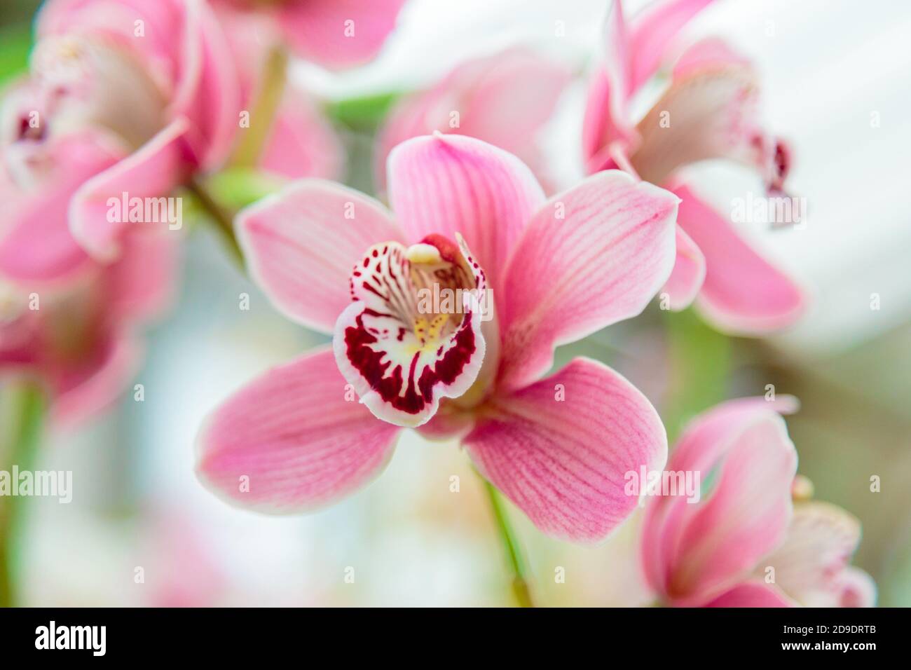 Porpora orchidea fiore falaenopsis, falaenopsis o falah. Fiori di falaenopsis viola sulla destra, noti come orchidee farfalla. Messa a fuoco selettiva. Foto Stock