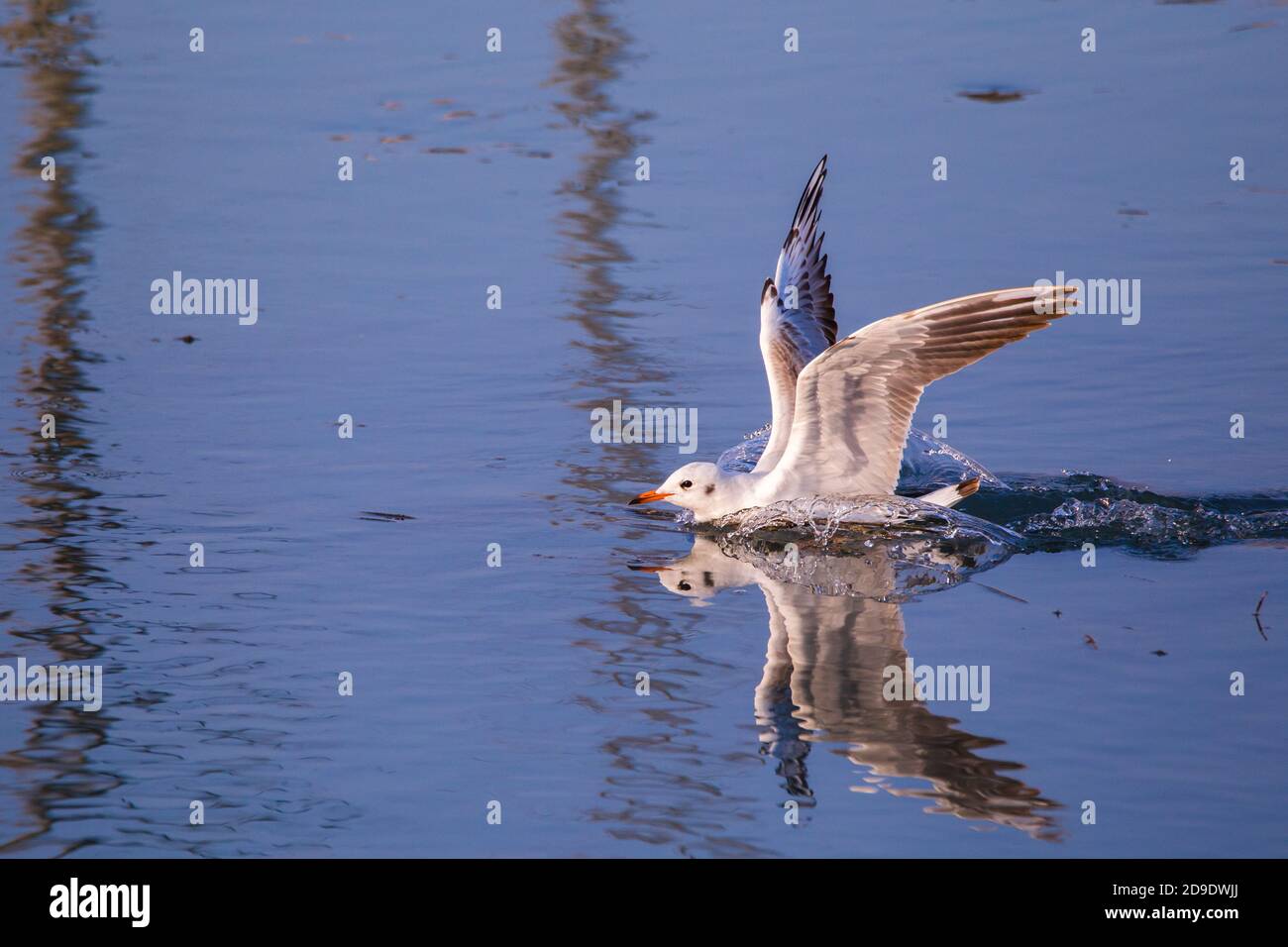 Seagull (Larus argentatus) atterra in modo spettacolare sull'acqua e spruzzi d'acqua Foto Stock
