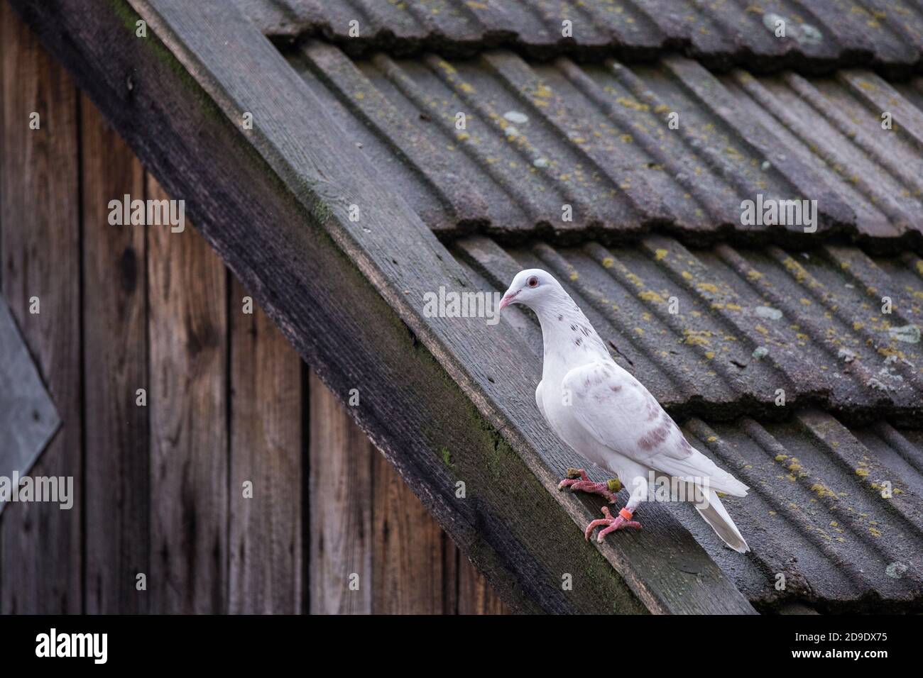 Piccione bianco (Columba livia domestica) in piedi sul bordo di un tetto di fienile Foto Stock