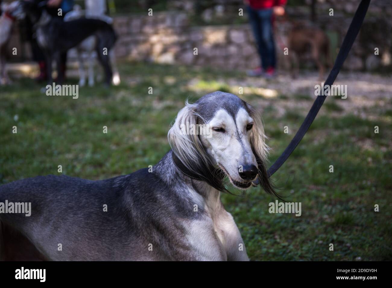 Greyhound Saluki cane grigio e bianco che posa sul erba con occhi chiusi Foto Stock