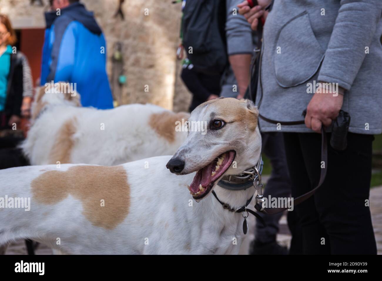 Ritratto dal profilo di un pinto spagnolo bianco e marrone Greyhound Galgo cane su un guinzaglio tra altri cani e. persone Foto Stock