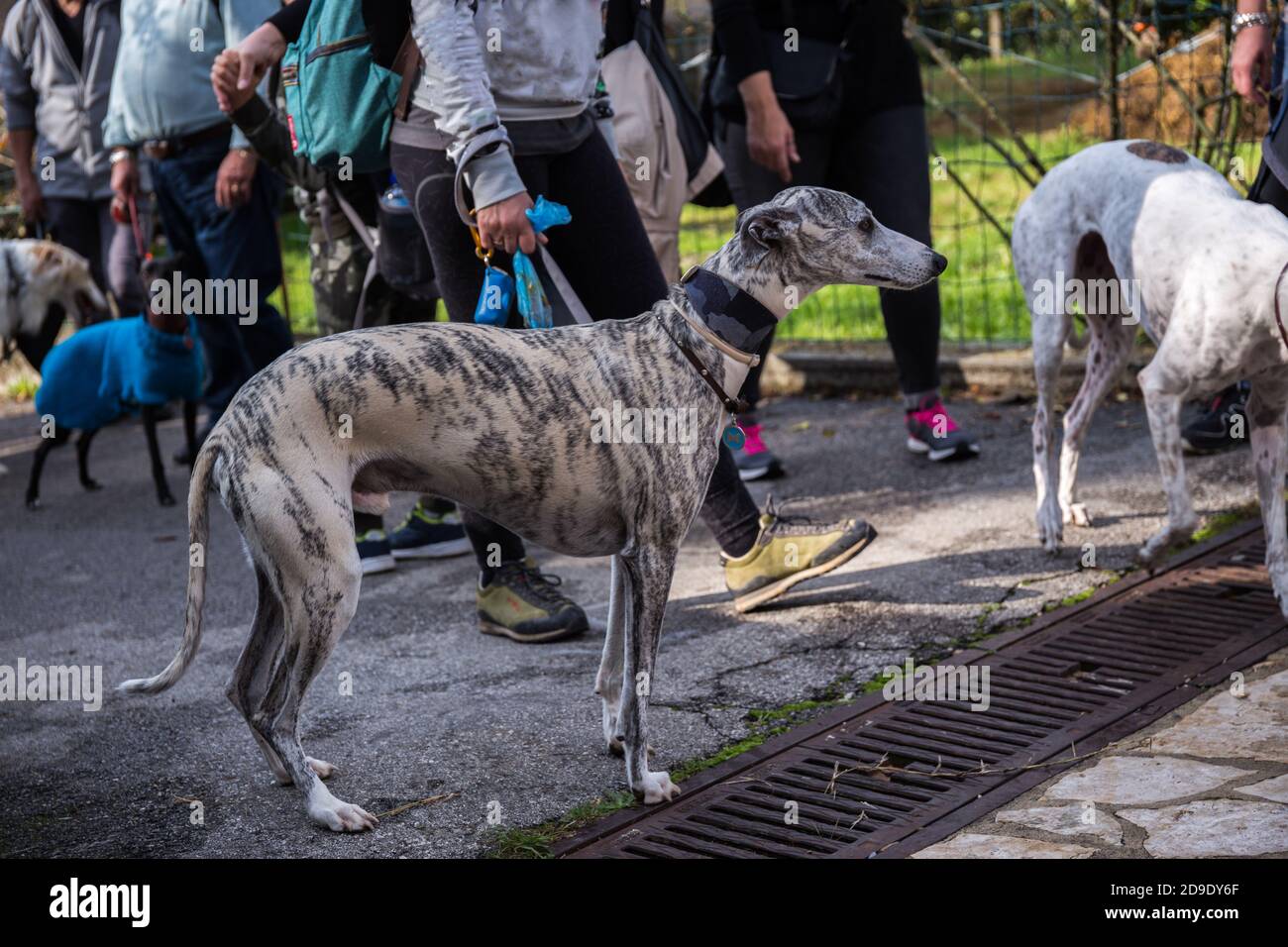 Ritratto dal profilo di un cane Greyhound Galgo spagnolo grigio con linee nere su un guinzaglio tra altri cani e. persone Foto Stock