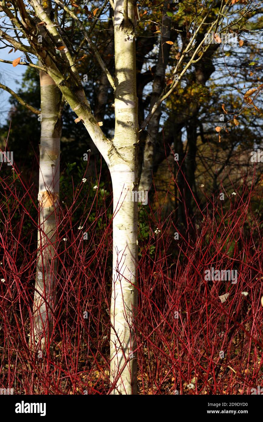 Un tronco di Birch Himalayano in piedi tra dogwood rosso. Foto Stock