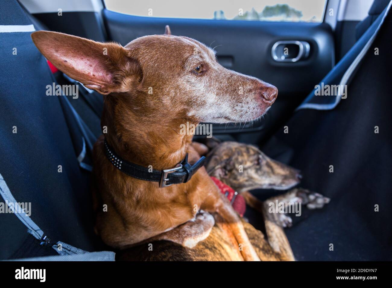 Cane di Podenco andaluso maschile su una femmina spagnola Greyhound Galgo su un sedile posteriore in auto Foto Stock