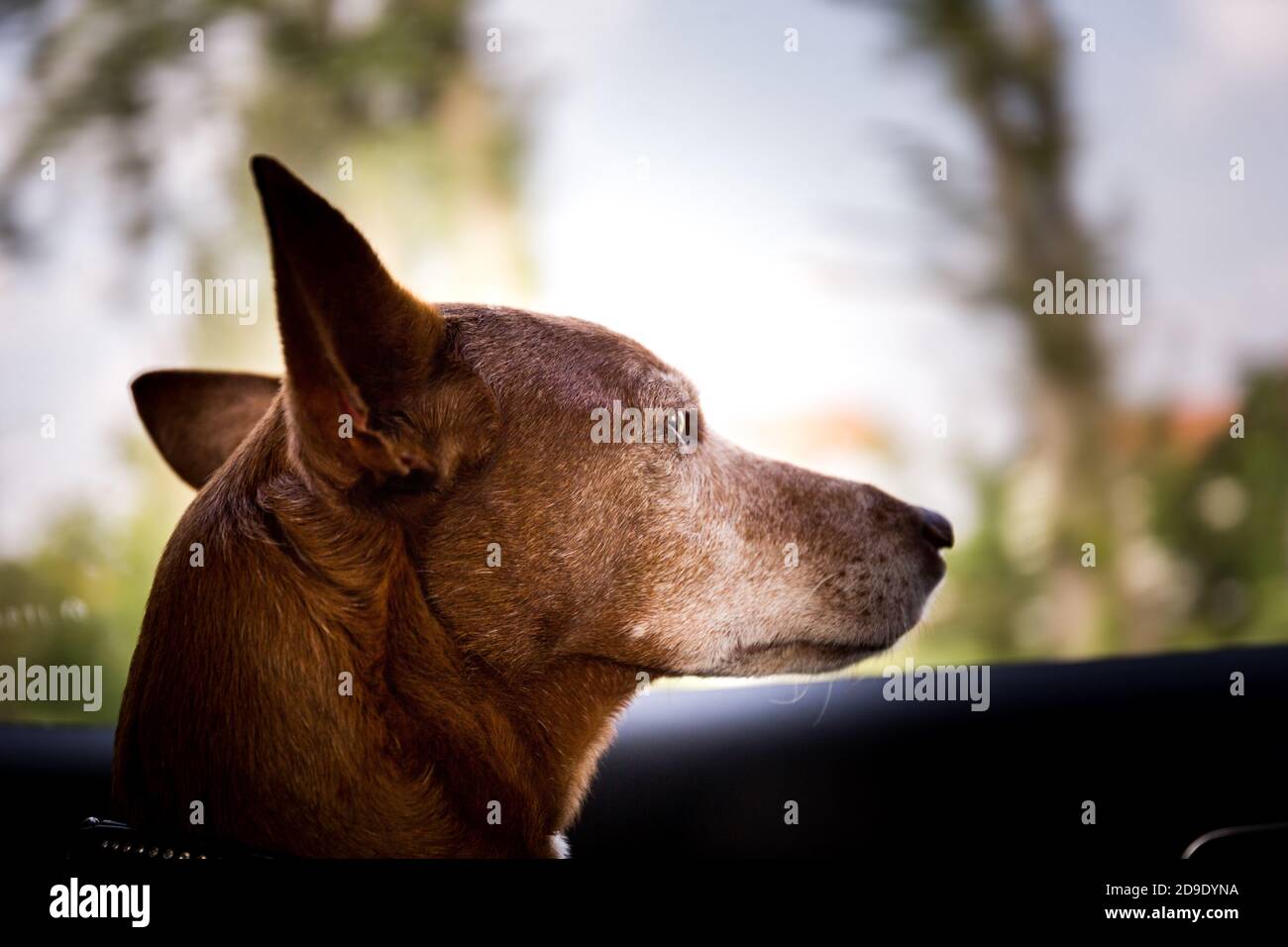 Il cane di Podenco andaluso maschile guarda fuori la finestra in un auto Foto Stock