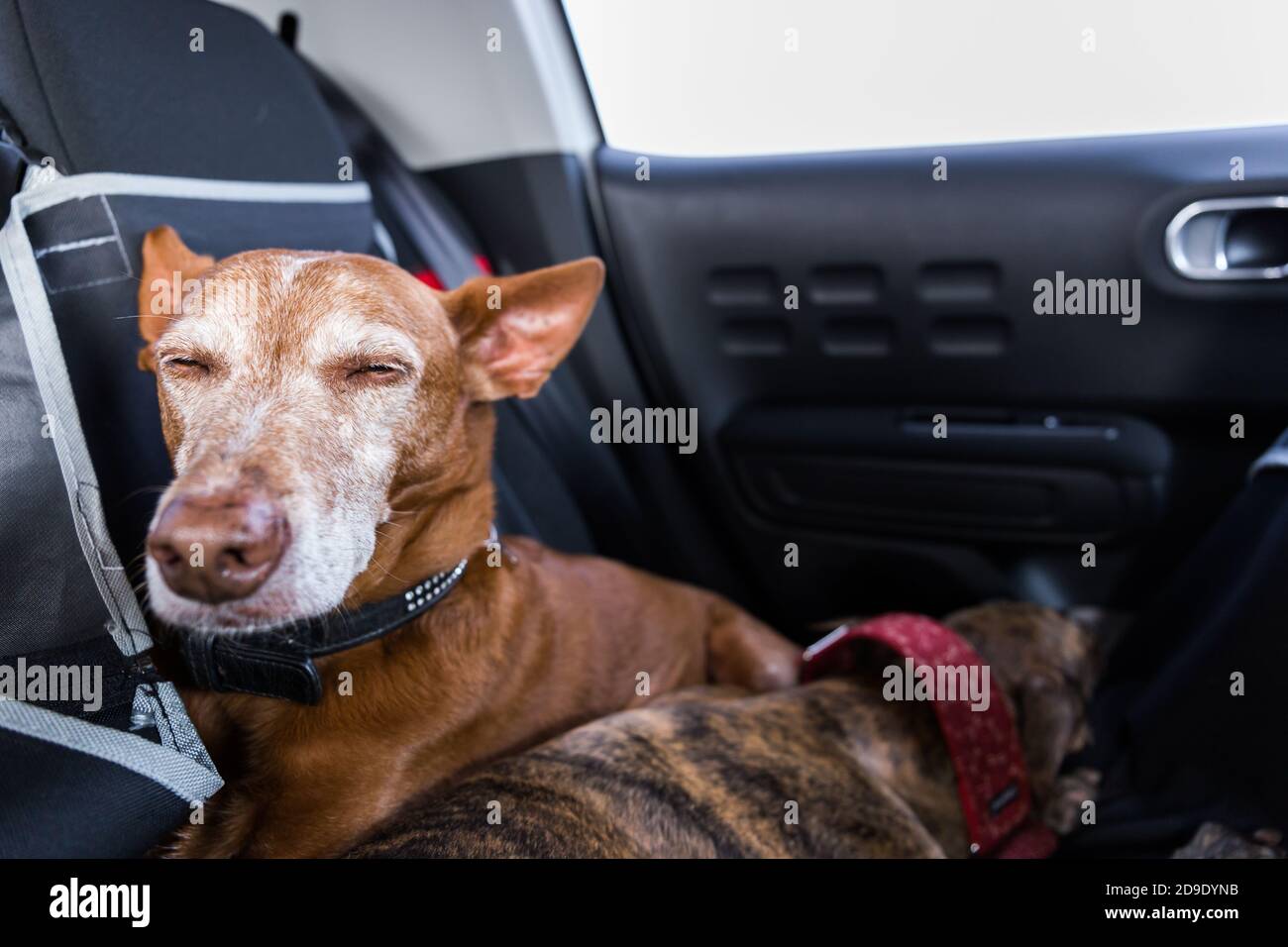 Maschio andaluso Podenco cane che posa con una femmina spagnolo Greyhound Galgo su un sedile posteriore in auto Foto Stock