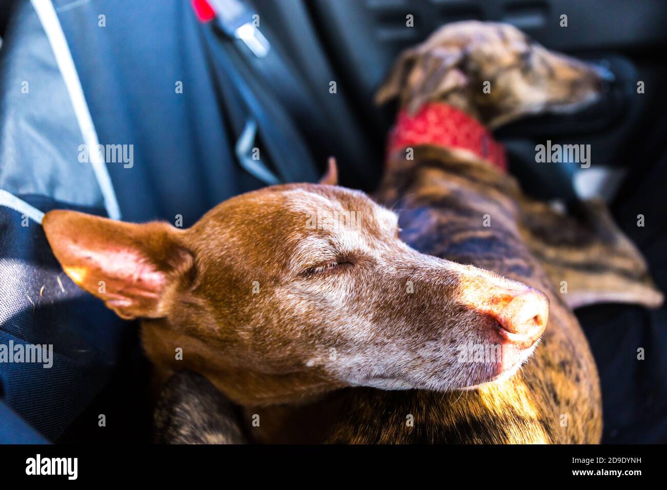 Cane di Podenco andaluso maschile su una femmina spagnola Greyhound Galgo su un sedile posteriore in auto Foto Stock
