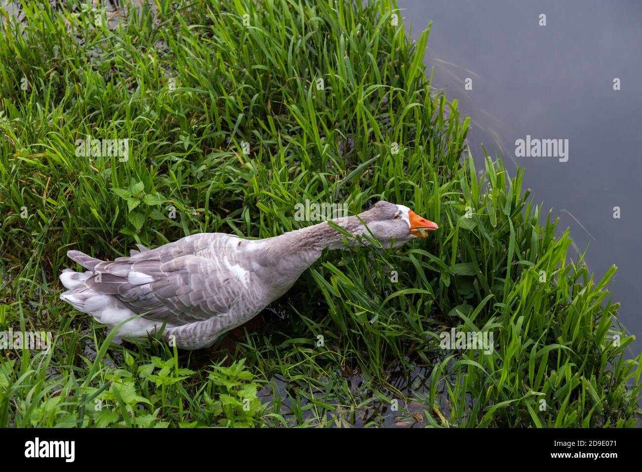 Wild Greylag oca Anser Anser in acqua allungando il suo collo per mangiare erba d'acqua Foto Stock