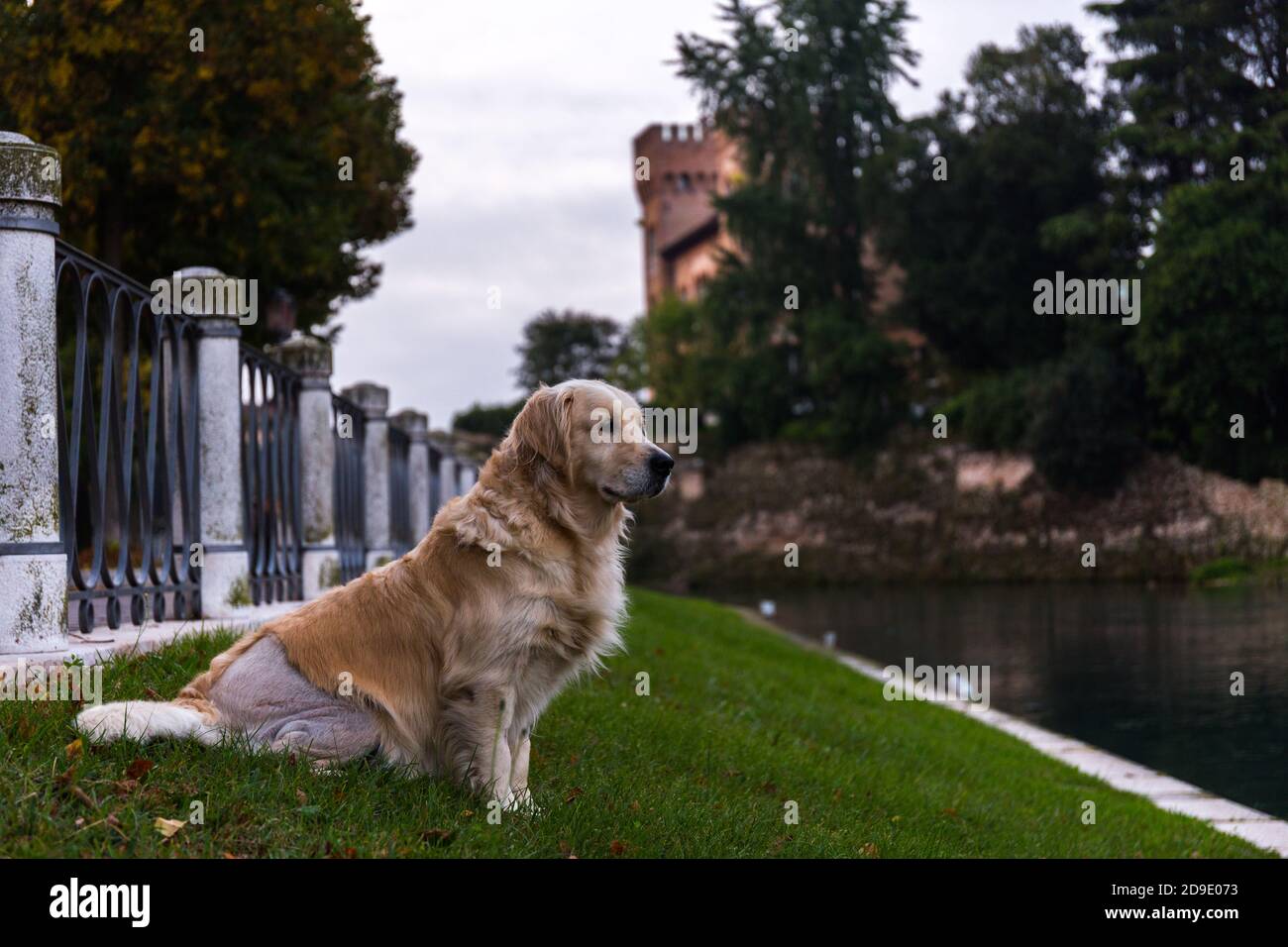 Golden Retriever cane con una cicatrice nella parte posteriore e. senza pelliccia intorno ad esso che siede sull'erba vicino a. Recinzione in città con il fiume Sile sullo sfondo Foto Stock