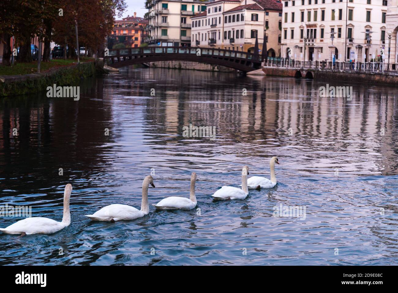 Famiglia di cigni muti (Cygnus olor) Nuoto in fila sul fiume Sile con Ponte Ponte Dell' Università sullo sfondo Treviso Italia Foto Stock