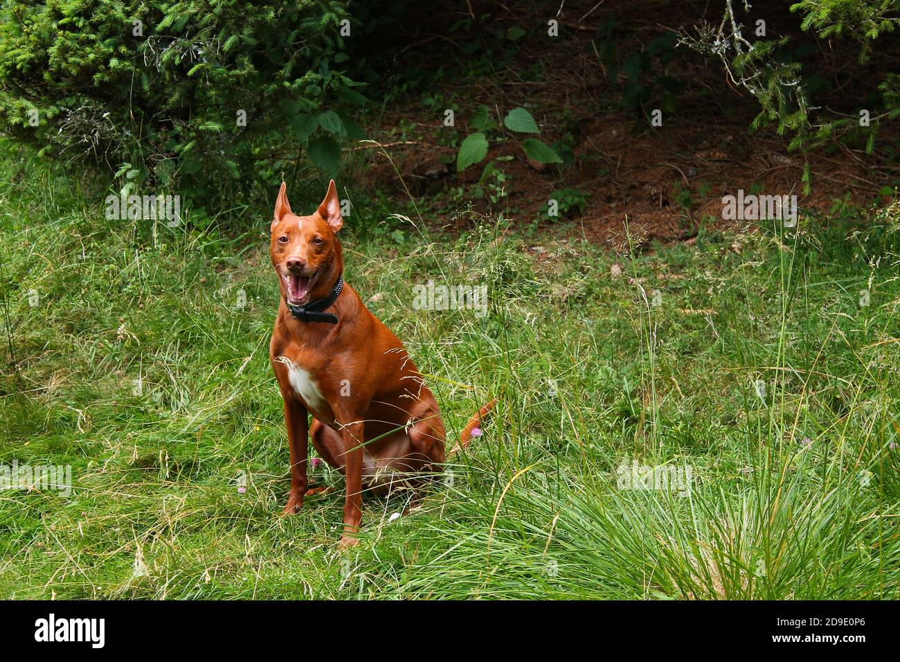 Giovane cane marrone Podenco tra l'erba Foto Stock