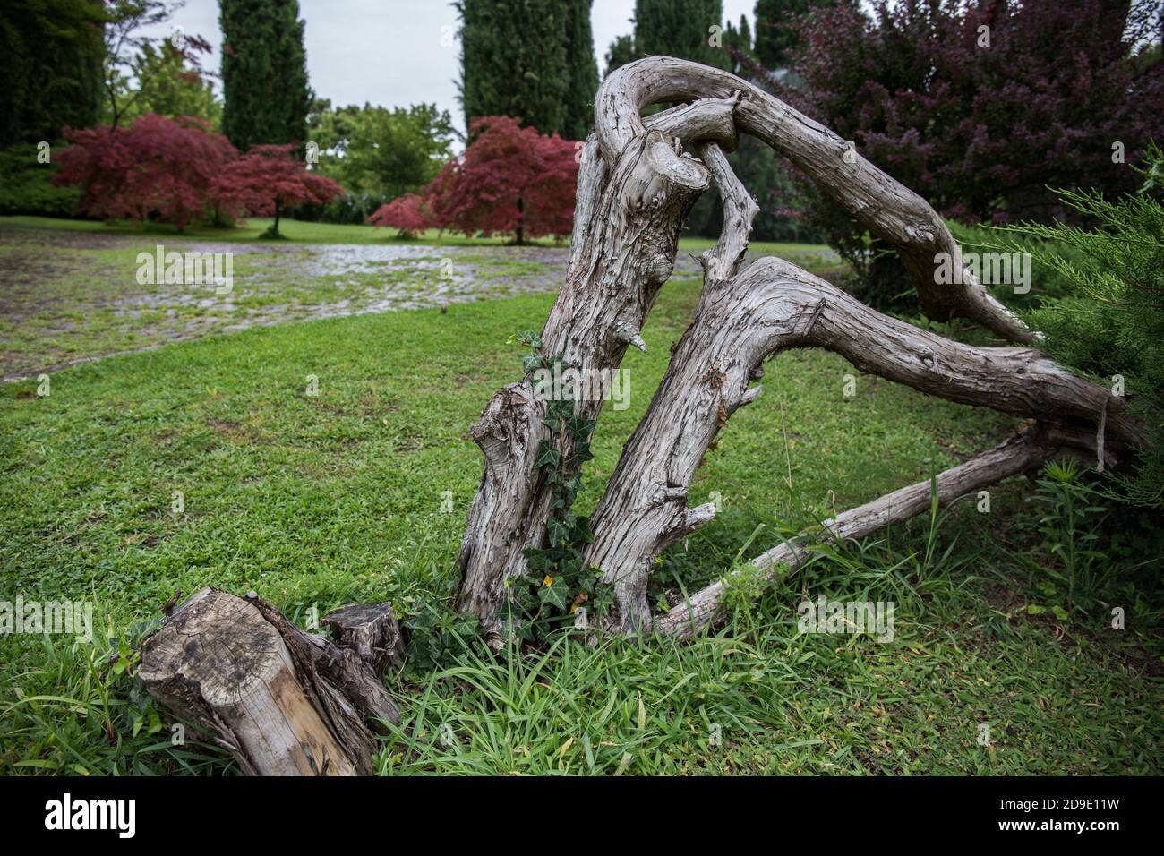 Strano tronco di alberi sull'erba in un parco Foto Stock